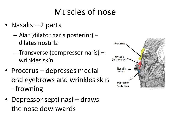 Muscles of nose • Nasalis – 2 parts – Alar (dilator naris posterior) –