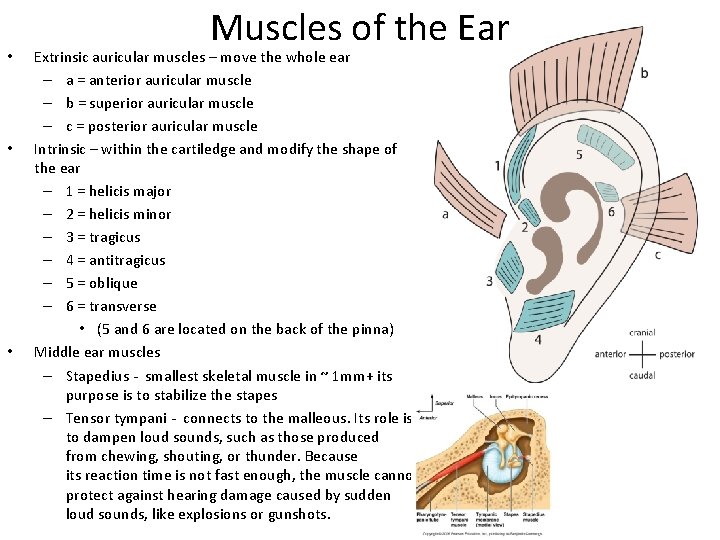  • • • Muscles of the Ear Extrinsic auricular muscles – move the