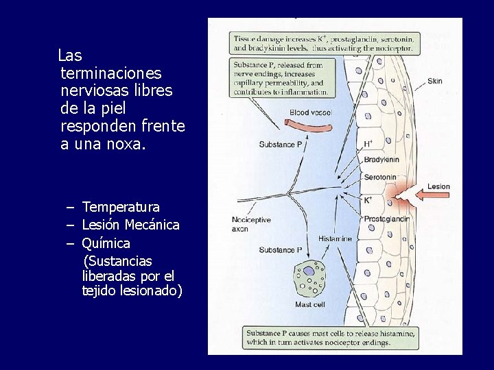 Las terminaciones nerviosas libres de la piel responden frente a una noxa. – Temperatura