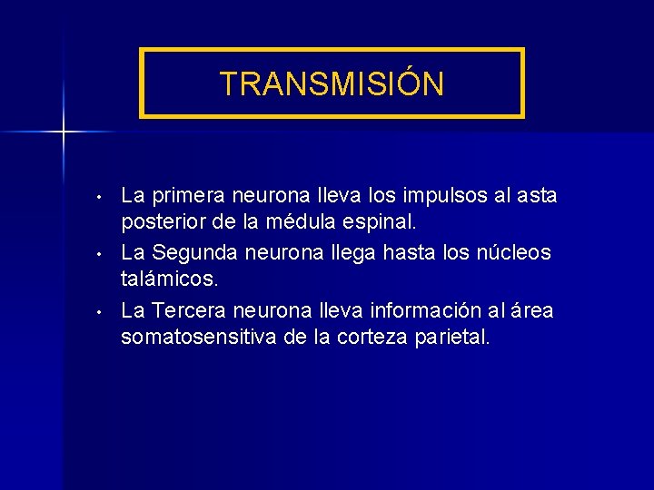 TRANSMISIÓN • • • La primera neurona lleva los impulsos al asta posterior de