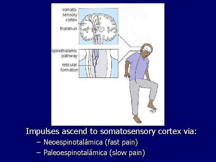 somatosensory cortex thalamus spinothalamic pathway reticular formation Impulses ascend to somatosensory cortex via: –