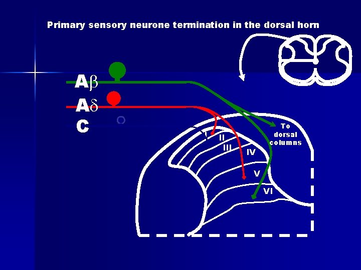 Primary sensory neurone termination in the dorsal horn A A C I II IV