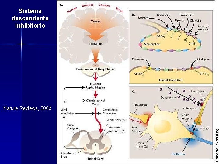 Sistema descendente inhibitorio Nature Reviews, 2003 