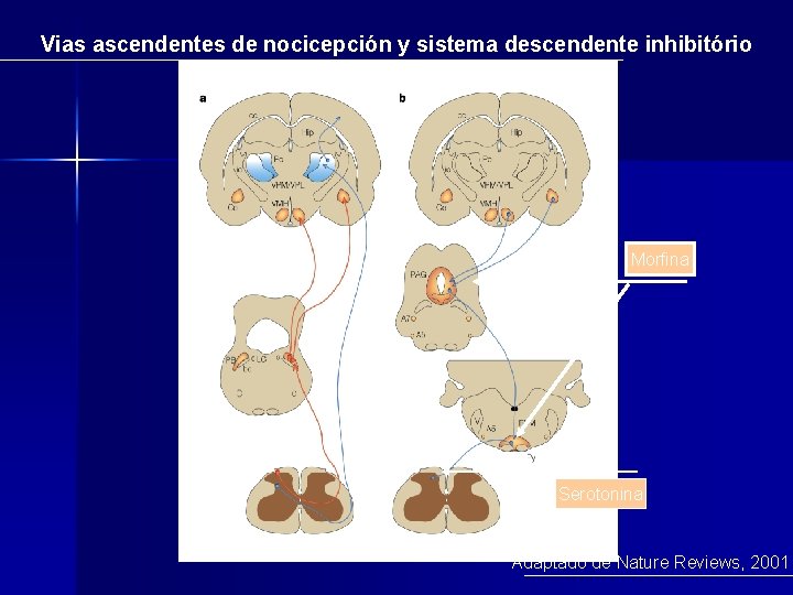 Vias ascendentes de nocicepción y sistema descendente inhibitório Morfina Serotonina Adaptado de Nature Reviews,