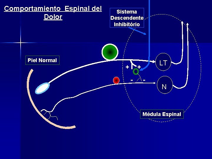 Comportamiento Espinal del Dolor Sistema Descendente Inhibitório Piel Normal + LT + - -