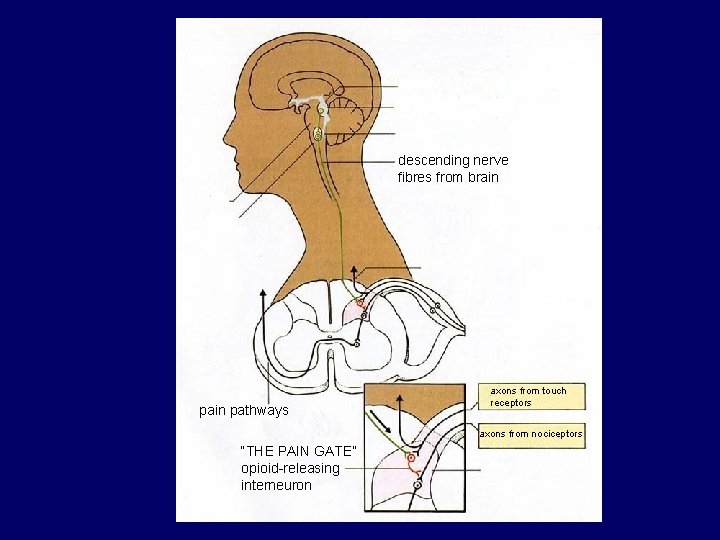 descending nerve fibres from brain pathways axons from touch receptors axons from nociceptors “THE