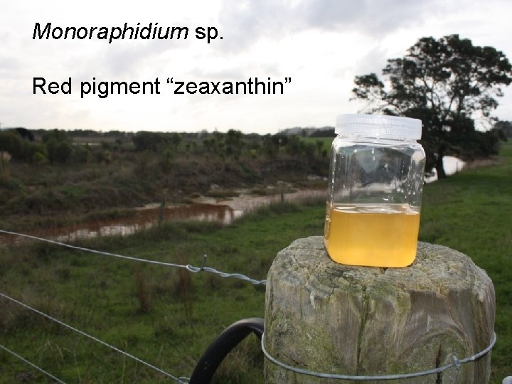 Monoraphidium sp. Red pigment “zeaxanthin” 