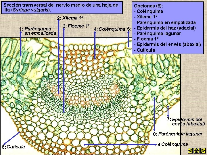 Sección transversal del nervio medio de una hoja de lila (Syringa vulgaris). 2: Xilema