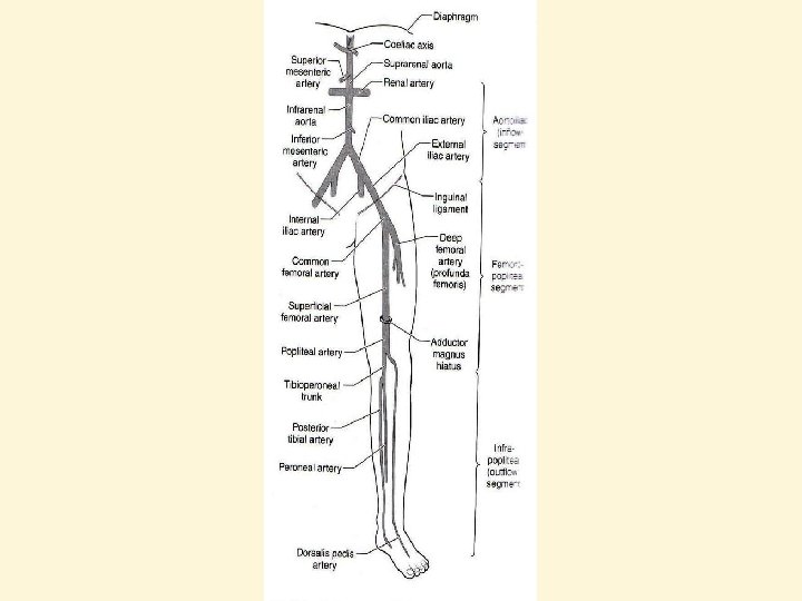 Pathophysiology of atherosclerosis A Normal arterial wall The