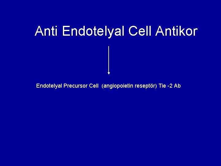 Anti Endotelyal Cell Antikor Endotelyal Precursor Cell (angiopoietin reseptör) Tie -2 Ab 