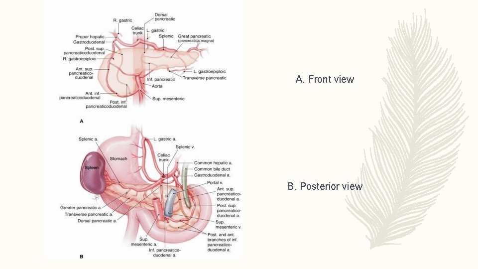 A. Front view B. Posterior view 