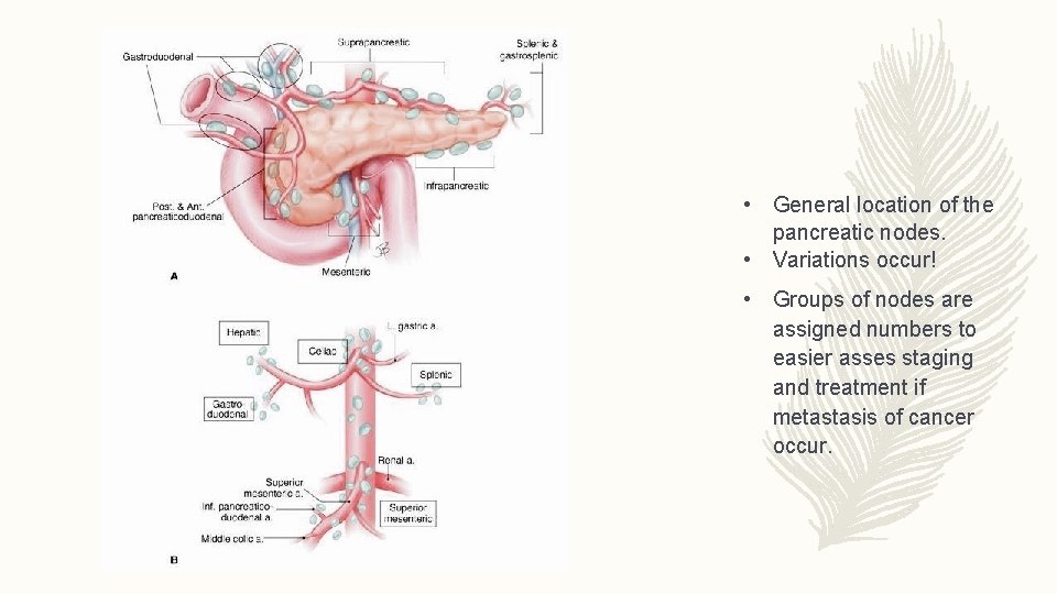  • General location of the pancreatic nodes. • Variations occur! • Groups of