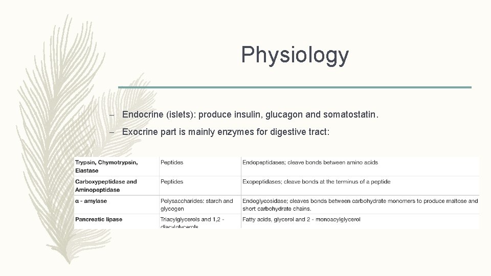 Physiology – Endocrine (islets): produce insulin, glucagon and somatostatin. – Exocrine part is mainly