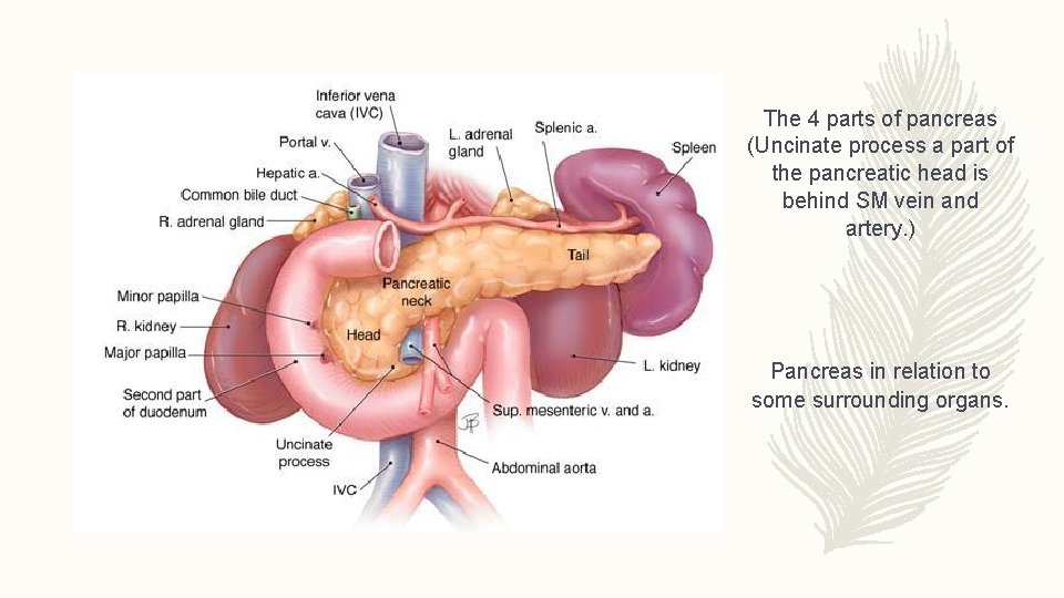 The 4 parts of pancreas (Uncinate process a part of the pancreatic head is