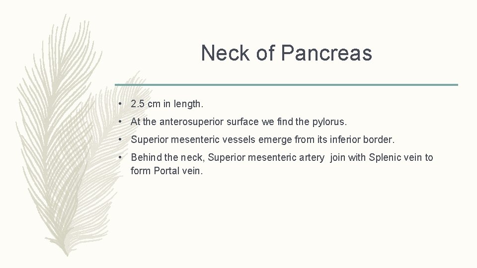 Neck of Pancreas • 2. 5 cm in length. • At the anterosuperior surface