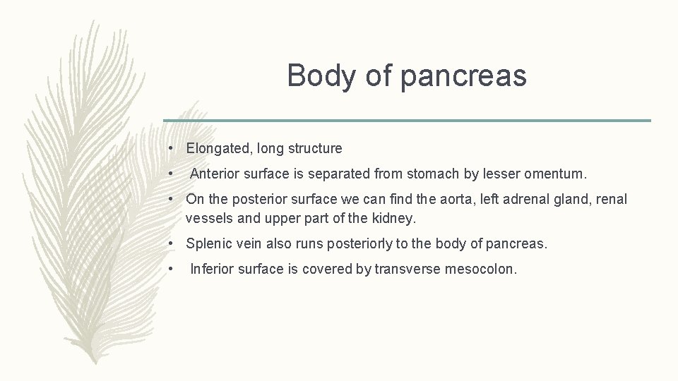 Body of pancreas • Elongated, long structure • Anterior surface is separated from stomach