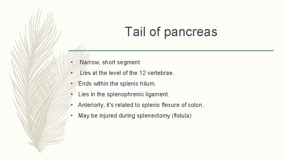 Tail of pancreas • Narrow, short segment • Lies at the level of the