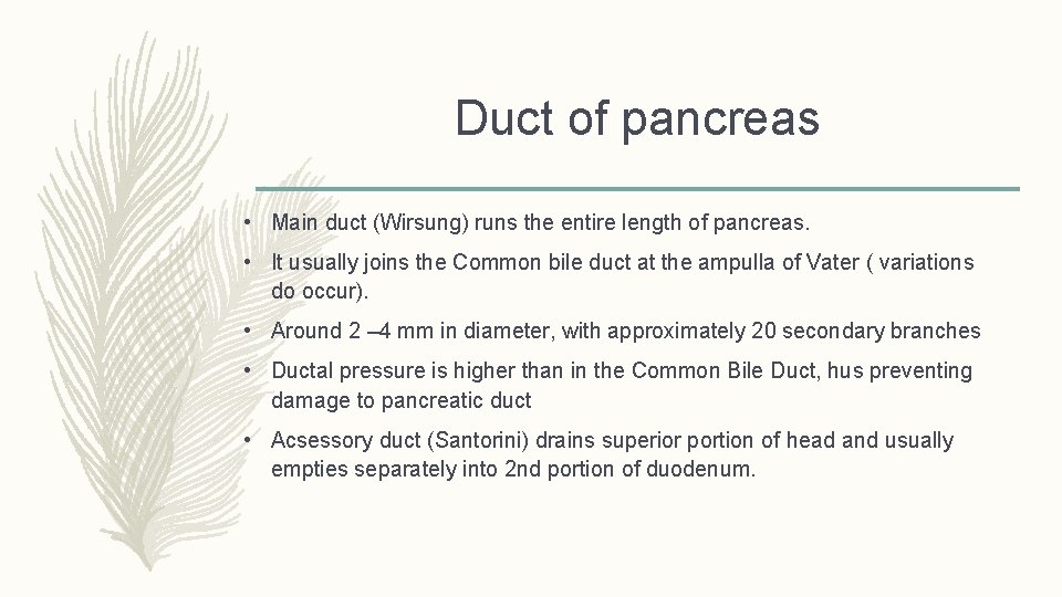 Duct of pancreas • Main duct (Wirsung) runs the entire length of pancreas. •