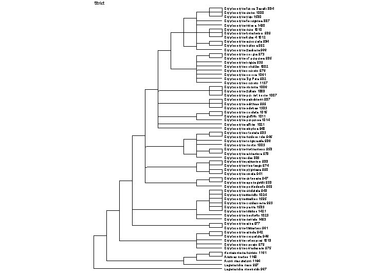 Strict Cryptocoryne fusca Sasaki 884 Cryptocoryne uenoi 1000 Cryptocoryne yujii 1580 Cryptocoryne ferruginea 887