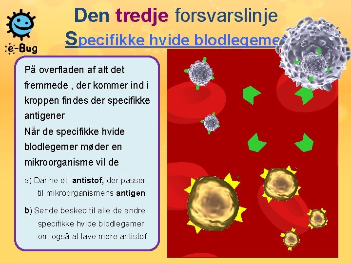 Den tredje forsvarslinje Specifikke hvide blodlegemer På overfladen af alt det fremmede , der