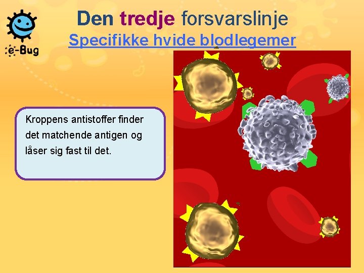 Den tredje forsvarslinje Specifikke hvide blodlegemer Kroppens antistoffer finder det matchende antigen og låser