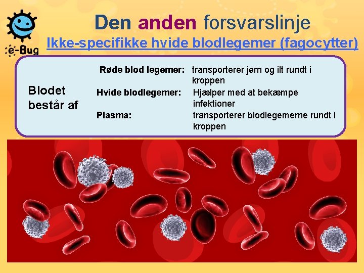 Den anden forsvarslinje Ikke-specifikke hvide blodlegemer (fagocytter) Blodet består af Røde blod legemer: transporterer