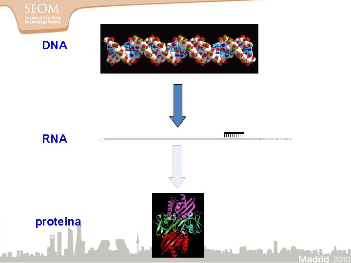 DNA RNA proteina 