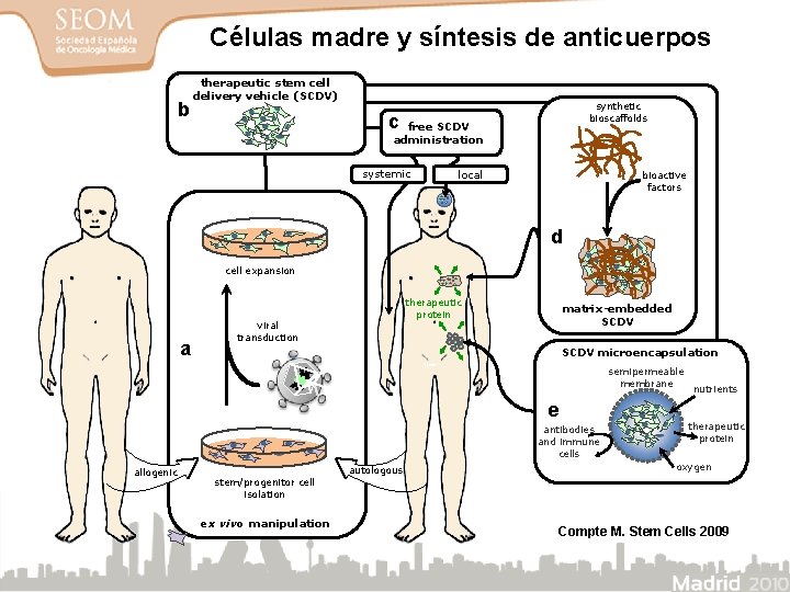 Células madre y síntesis de anticuerpos b therapeutic stem cell delivery vehicle (SCDV) synthetic