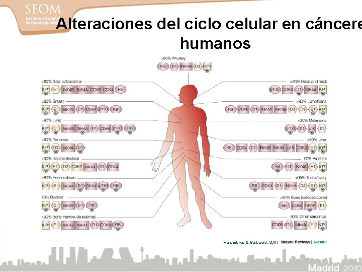 Alteraciones del ciclo celular en cáncere humanos Malumbres & Barbacid, 2001 