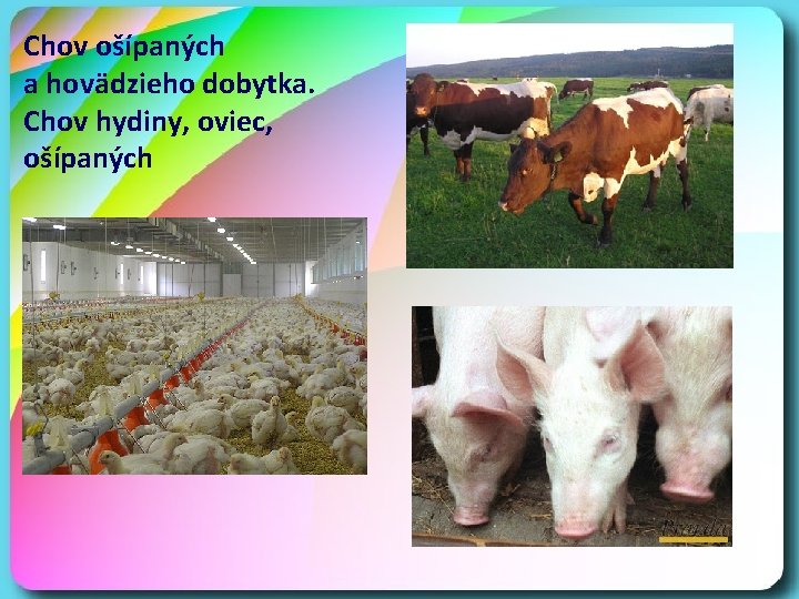 Chov ošípaných a hovädzieho dobytka. Chov hydiny, oviec, ošípaných 