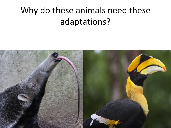 Why do these animals need these adaptations? 