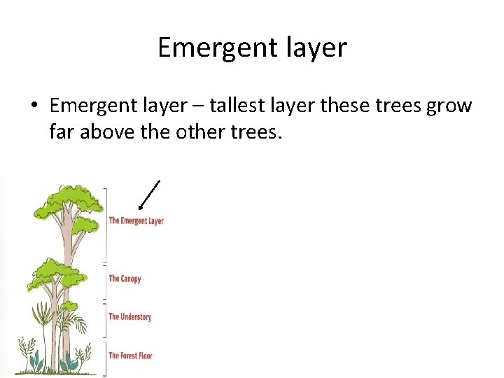 Emergent layer • Emergent layer – tallest layer these trees grow far above the