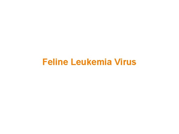 Feline Leukemia Virus 