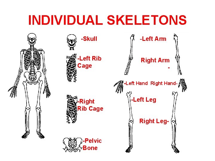INDIVIDUAL SKELETONS -Skull -Left Rib Cage -Left Arm Right Arm -Left Hand Right Hand-