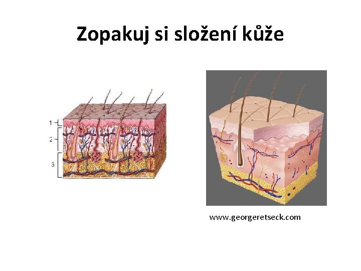 Zopakuj si složení kůže www. georgeretseck. com 