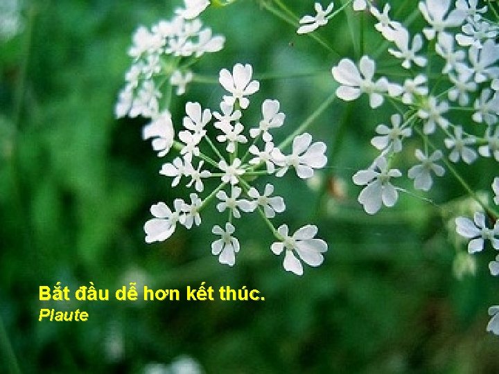 Bắt đầu dễ hơn kết thúc. Plaute 