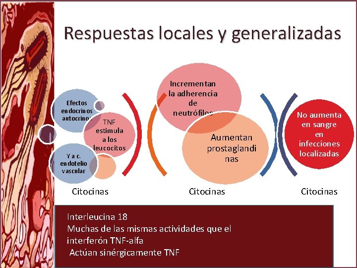 Respuestas locales y generalizadas Efectos endocrinos autocrinos Y a c. endotelio vascular TNF estimula