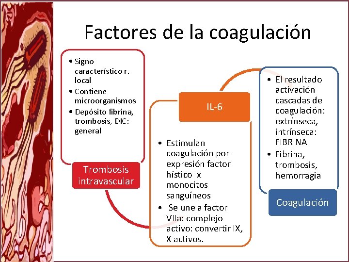 Factores de la coagulación • Signo característico r. local • Contiene microorganismos • Depósito
