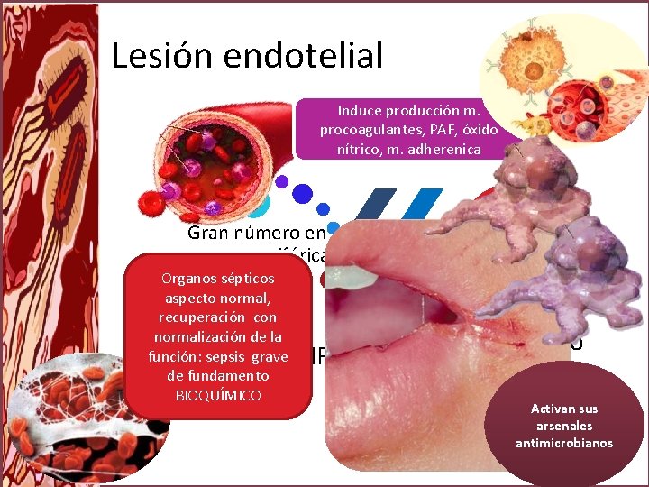 Lesión endotelial Induce producción m. procoagulantes, PAF, óxido nítrico, m. adherenica Gran número en