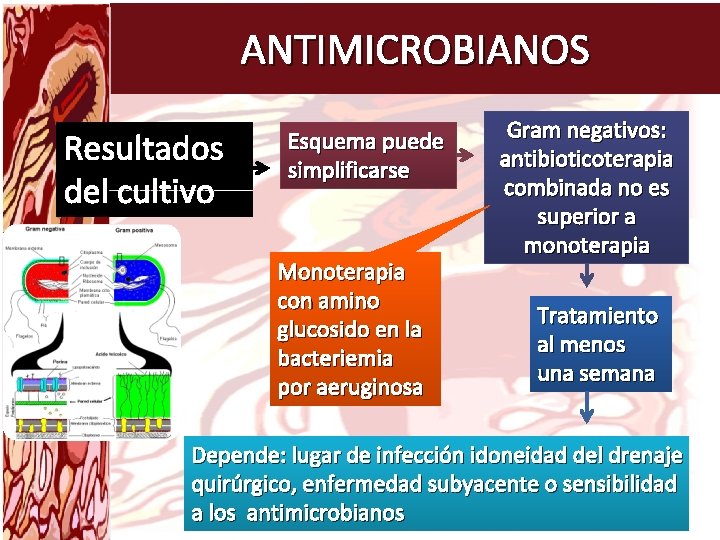 ANTIMICROBIANOS Resultados del cultivo Esquema puede simplificarse Monoterapia con amino glucosido en la bacteriemia