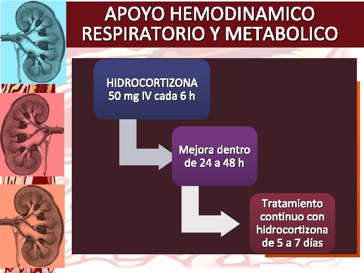 APOYO HEMODINAMICO RESPIRATORIO Y METABOLICO Concentración plasmática de INSUFICIENCIA HIDROCORTIZONA cortisol 50 < 515