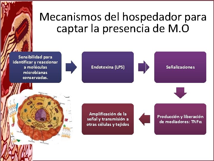 Mecanismos del hospedador para captar la presencia de M. O Sensibilidad para identificar y