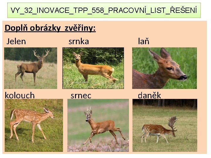 VY_32_INOVACE_TPP_558_PRACOVNÍ_LIST_ŘEŠENÍ Doplň obrázky zvěřiny: Jelen srnka laň kolouch daněk srnec 