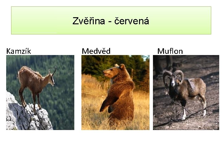 Zvěřina - červená Kamzík Medvěd Muflon 