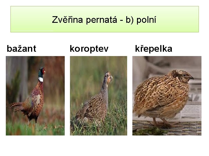 Zvěřina pernatá - b) polní bažant koroptev křepelka 