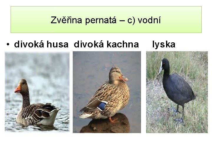 Zvěřina pernatá – c) vodní • divoká husa divoká kachna lyska 