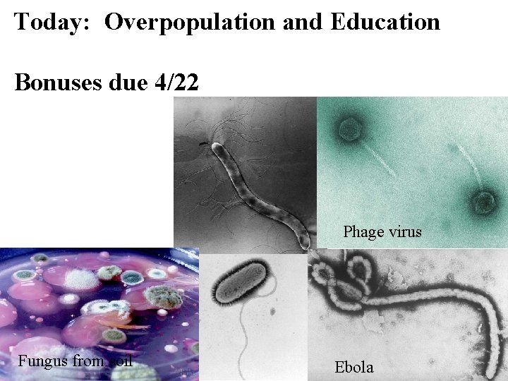 Today: Overpopulation and Education Bonuses due 4/22 Phage virus Fungus from soil Ebola 