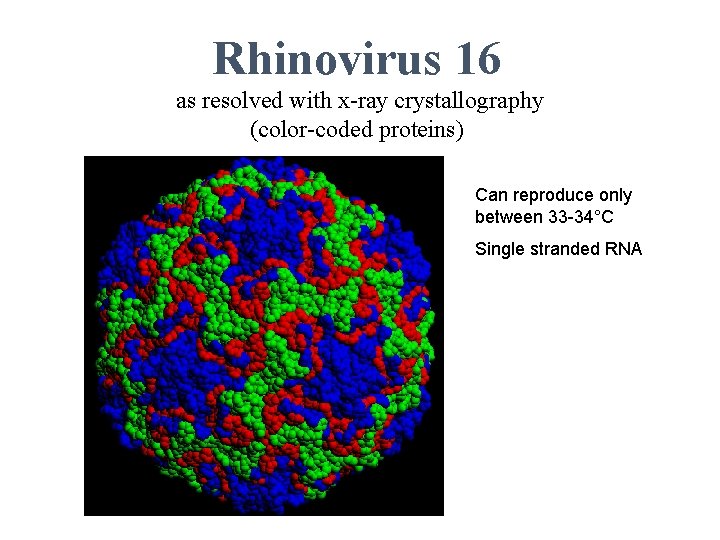 Rhinovirus 16 as resolved with x-ray crystallography (color-coded proteins) Can reproduce only between 33
