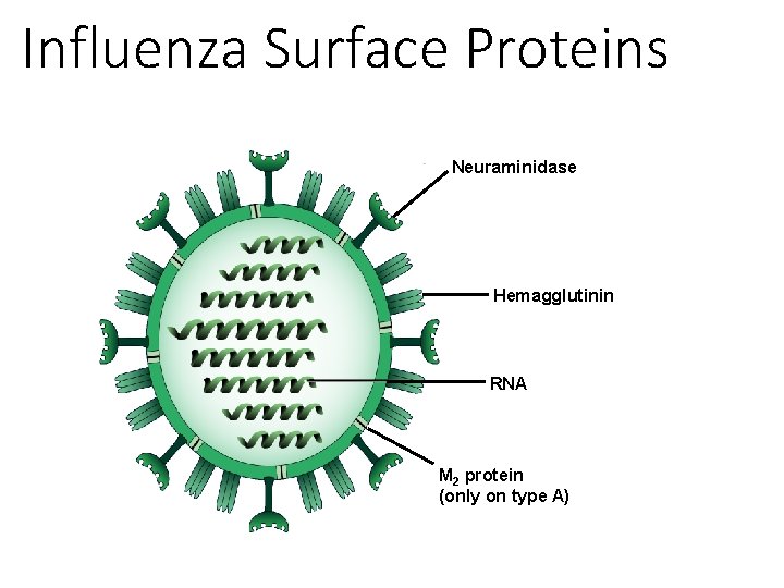 Influenza Surface Proteins Neuraminidase Hemagglutinin RNA M 2 protein (only on type A) 