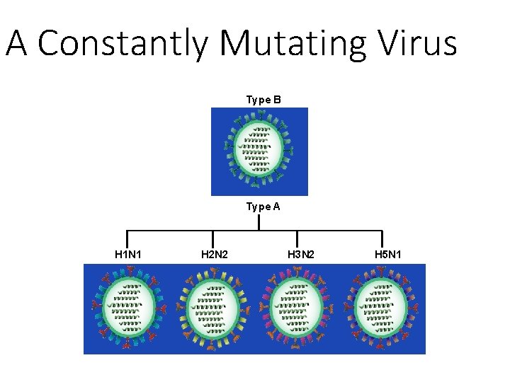 A Constantly Mutating Virus Type B Type A H 1 N 1 H 2